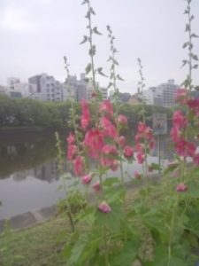 160526_0814